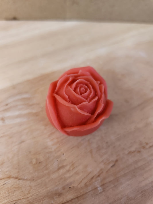 Tulip flower