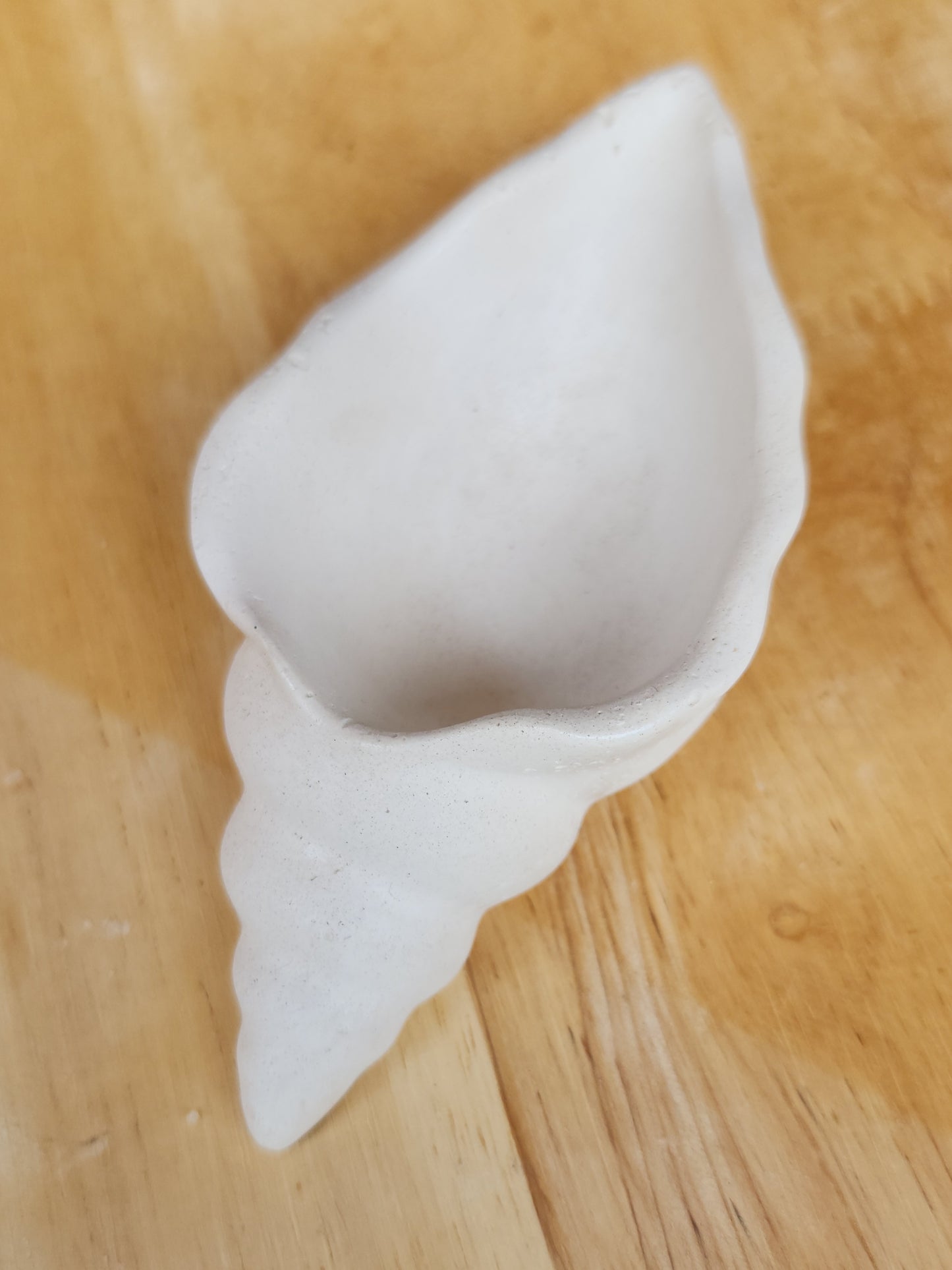 Costal Seashell Holder