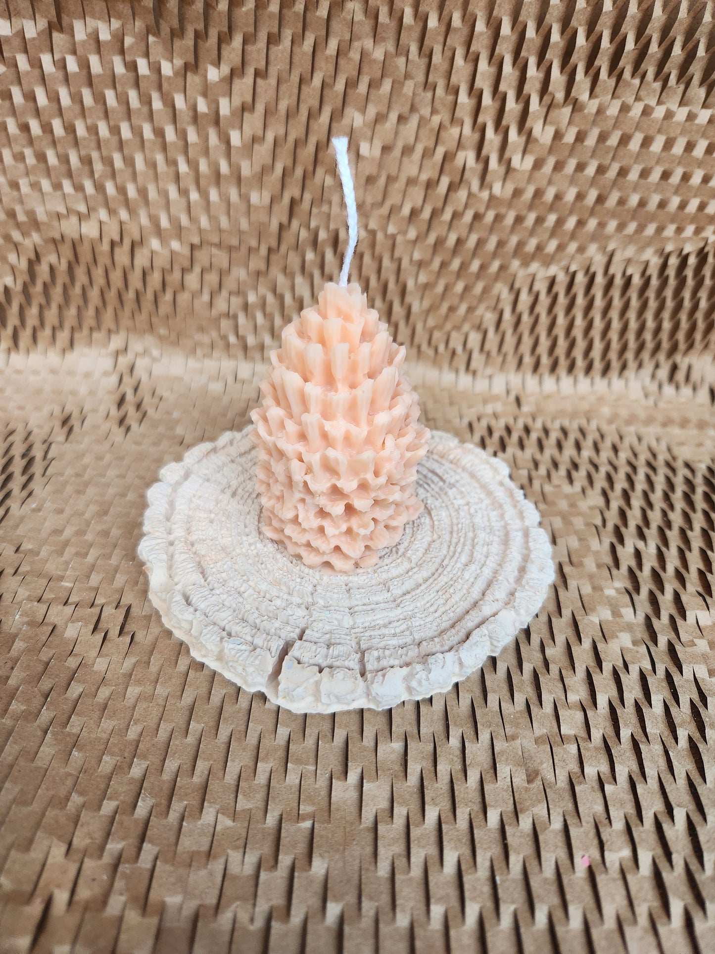 Conifer cone
