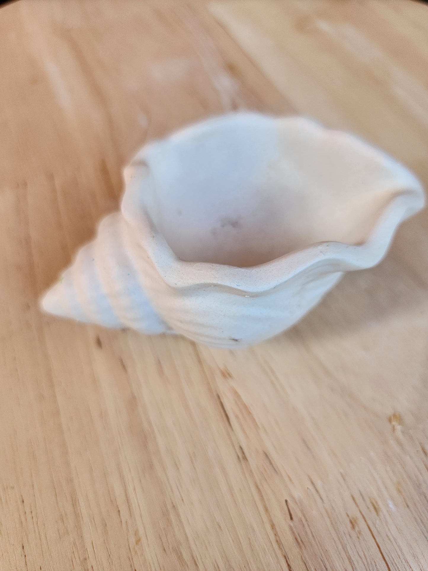 Costal Seashell Holder