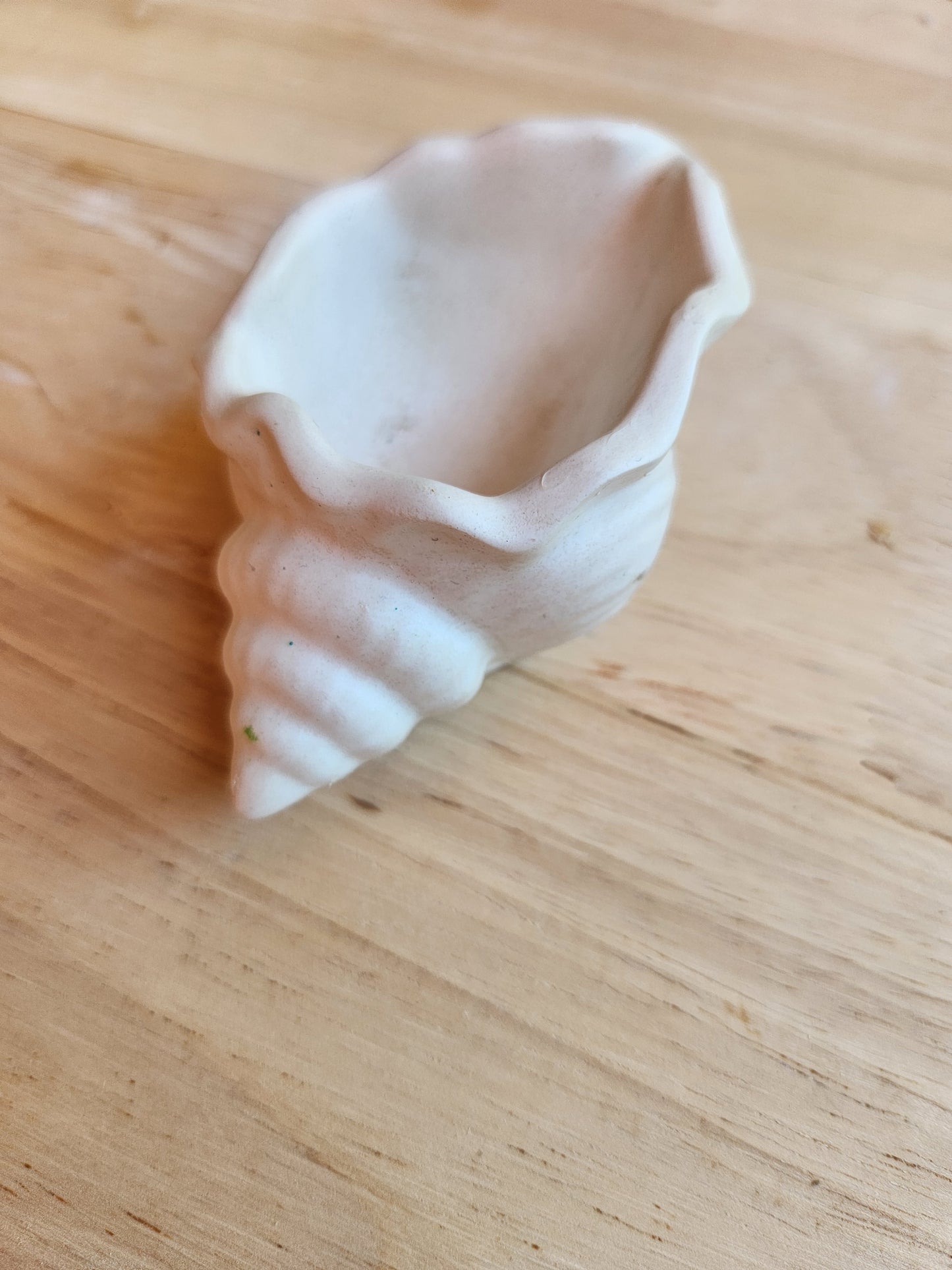 Costal Seashell Holder